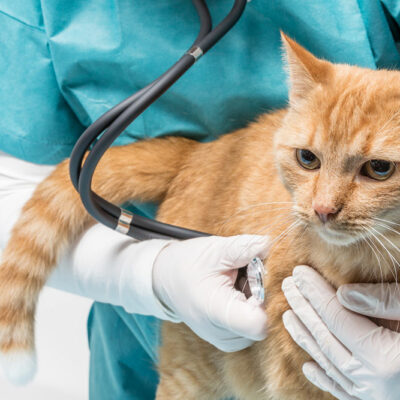 Cats and Diabetes Management