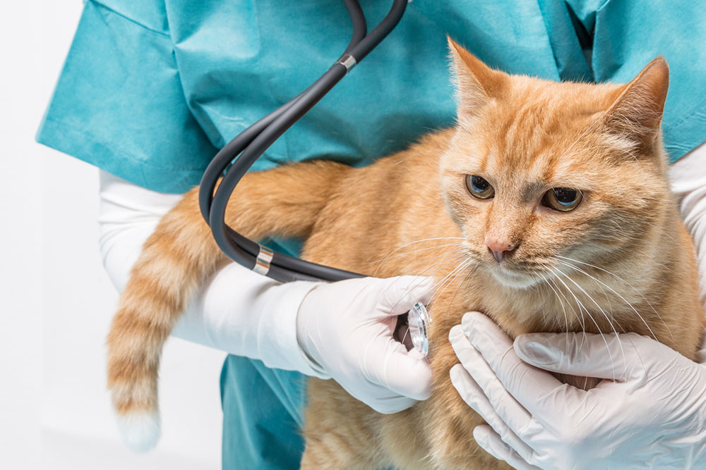 Cats and Diabetes Management