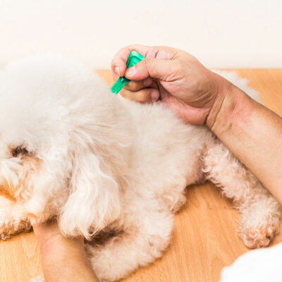 Flea and Tick Management in Pets