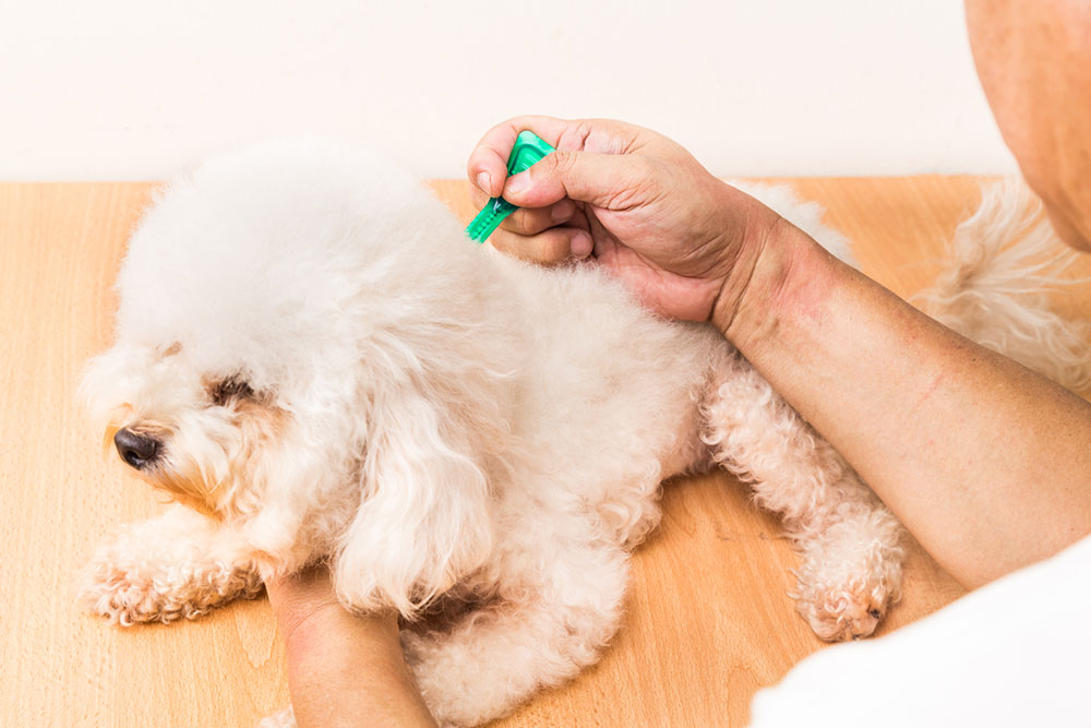 Flea and Tick Management in Pets