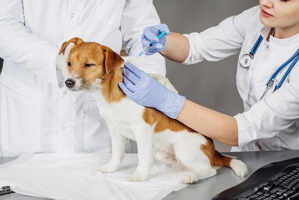 Know everything about the causes and symptoms of rabies