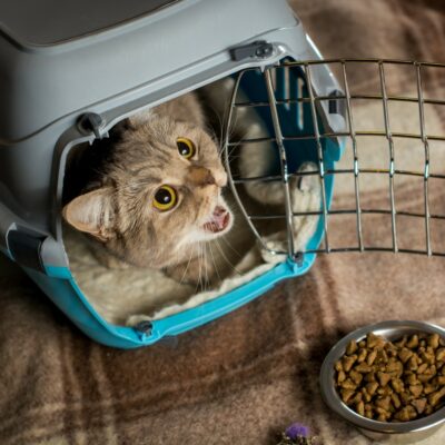 Healthy Treat &#038; Feeding Tips for Cats