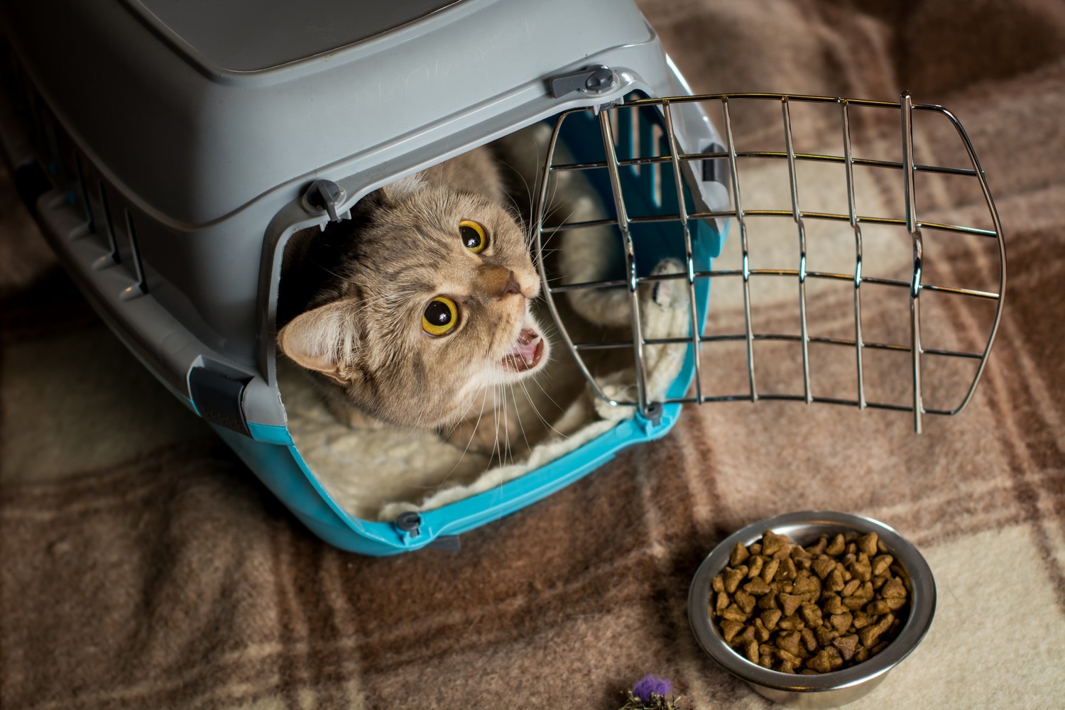 Healthy Treat &#038; Feeding Tips for Cats