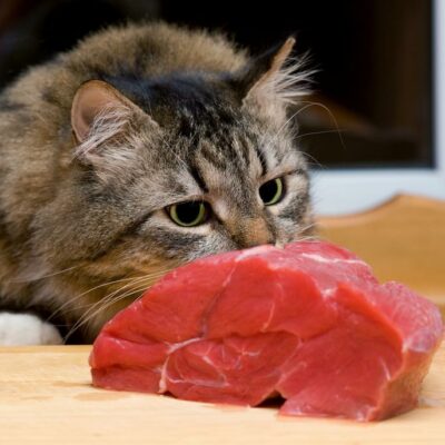 Top Harmful Foods to Feed Cats