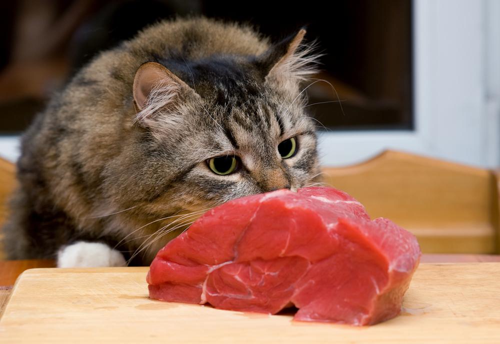 Top Harmful Foods to Feed Cats