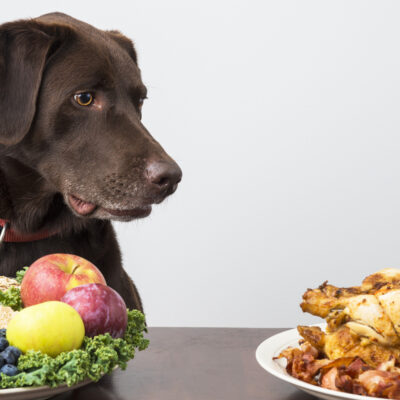 7 Harmful Foods That Your Dogs Should Avoid