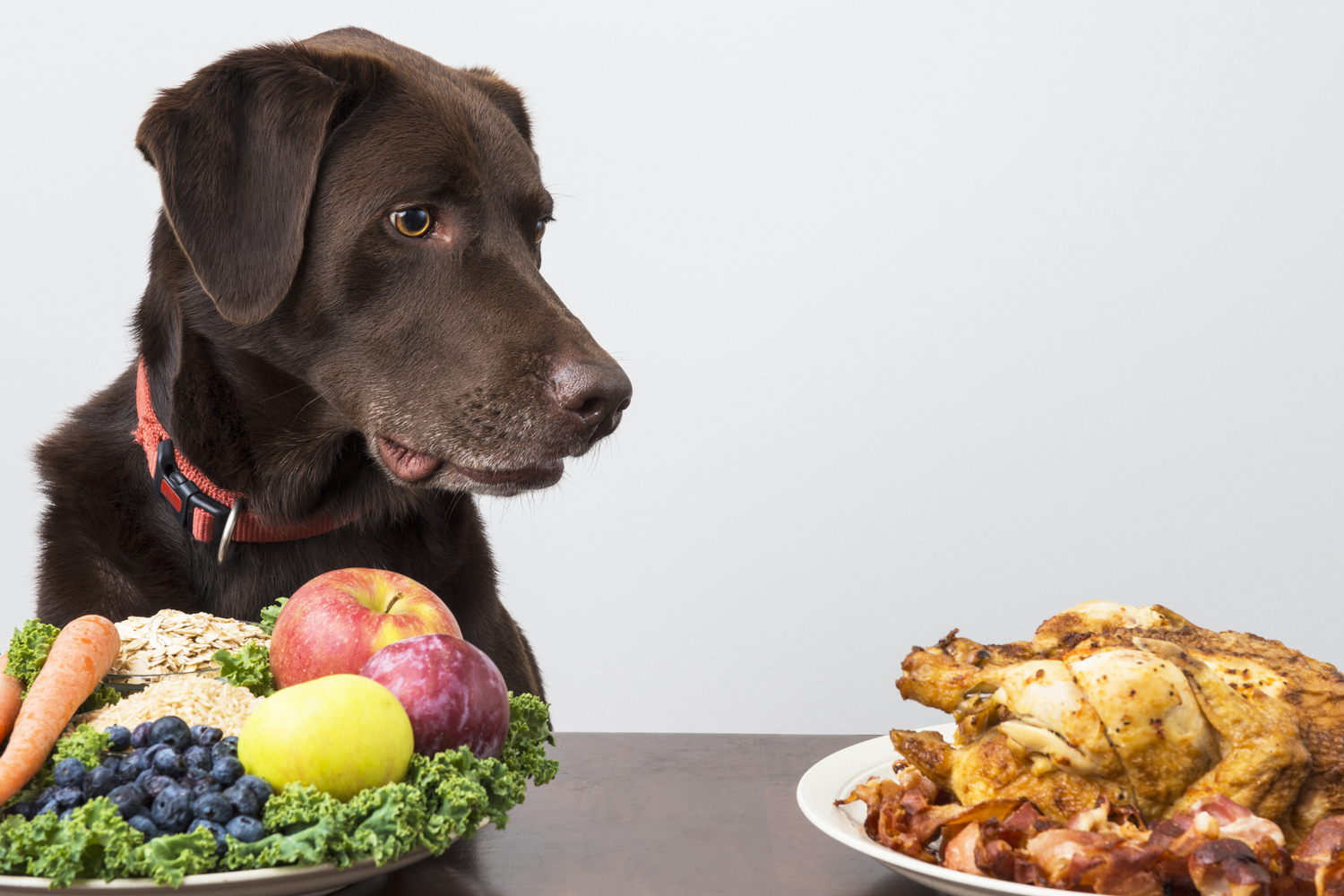 7 Harmful Foods That Your Dogs Should Avoid