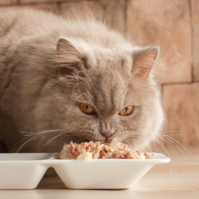 Healthy Human Foods for Cats