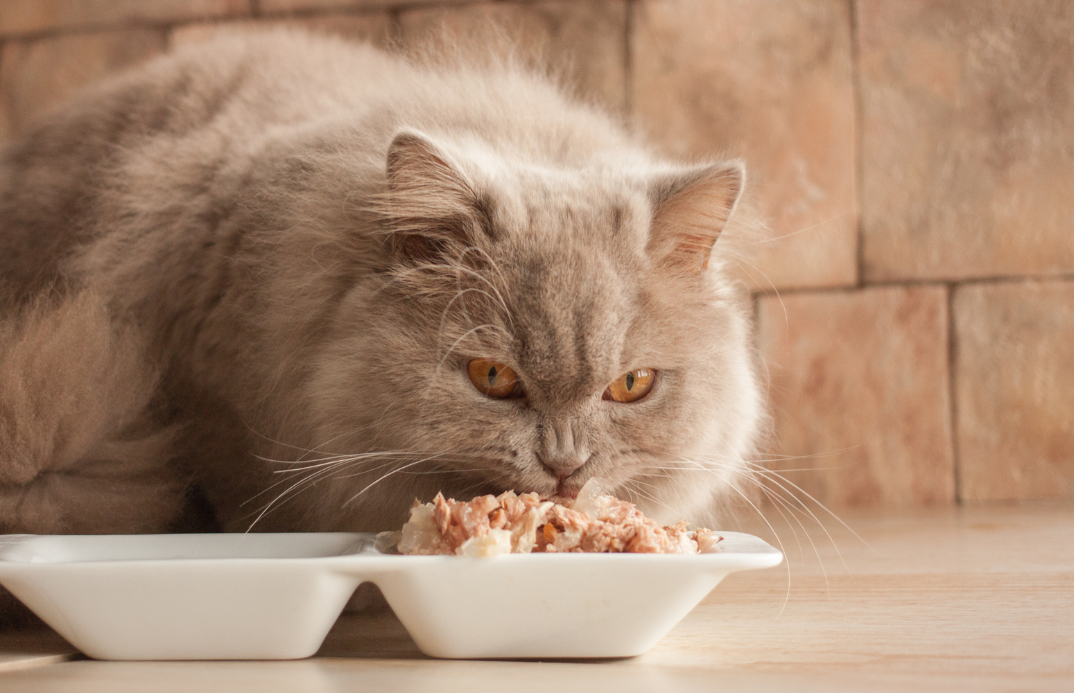 Healthy Human Foods for Cats